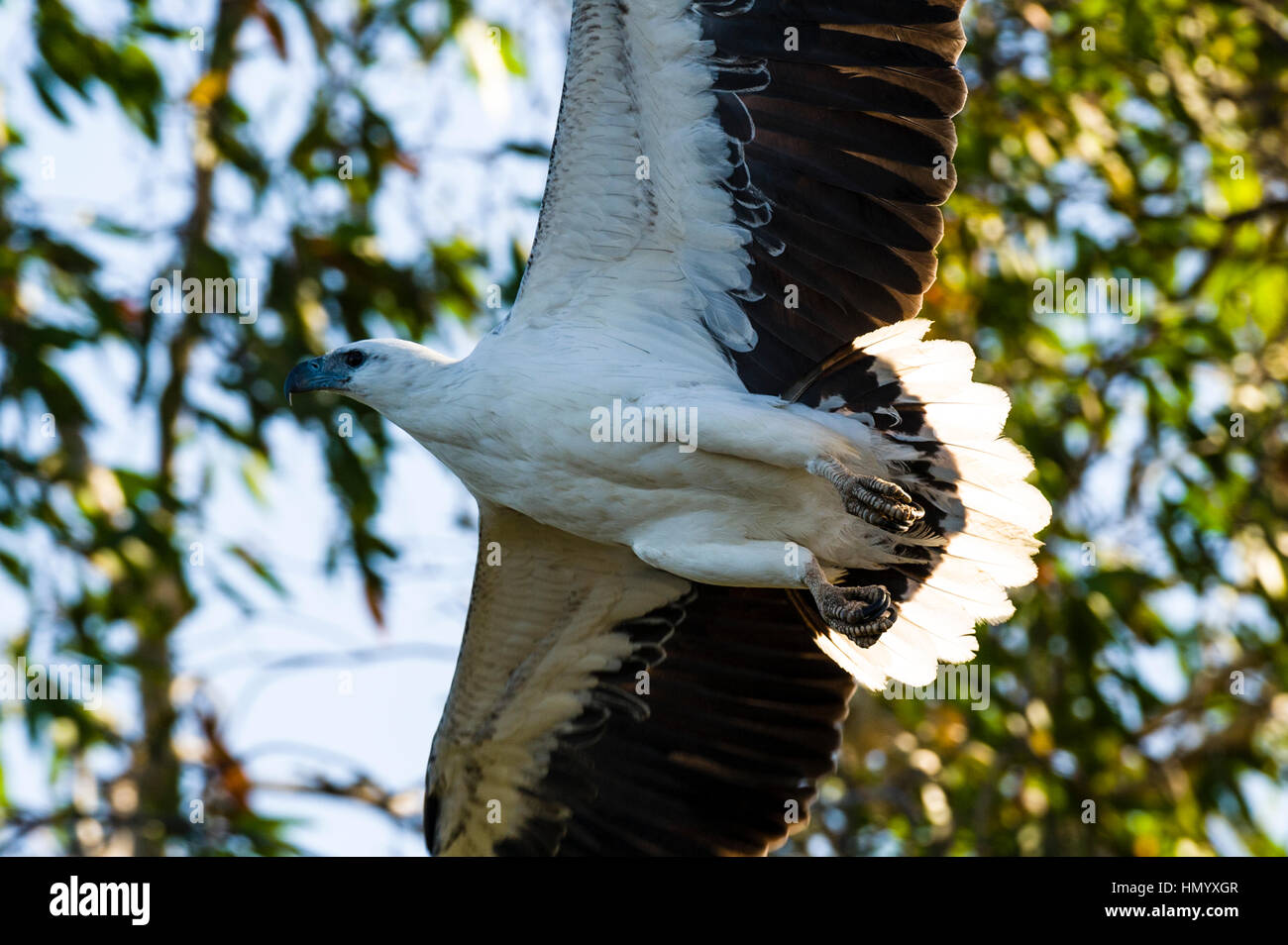 A White-bellied Sea-Eagle taking flight from a tree above a wetland billabong. Stock Photo