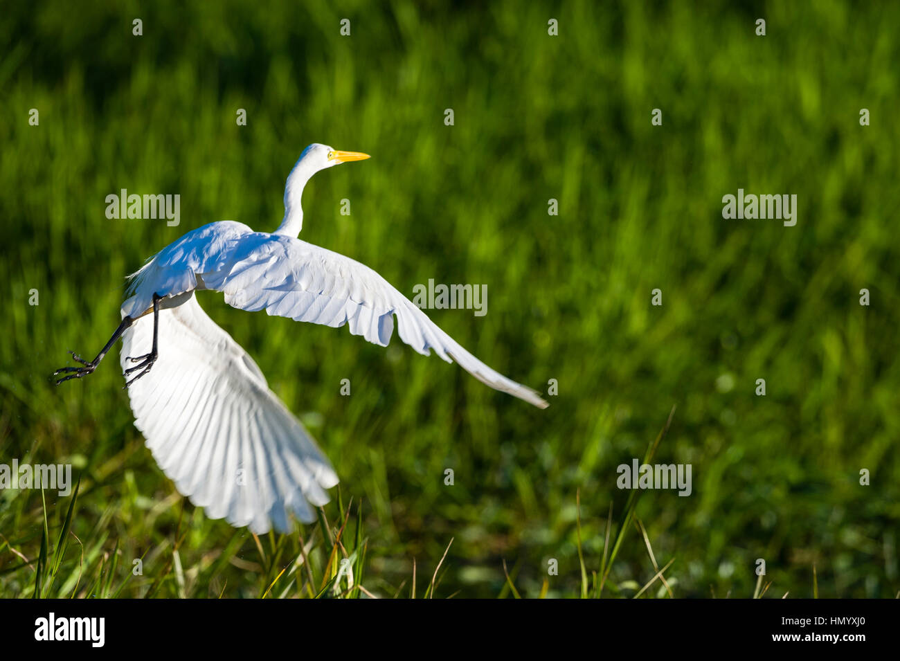 An Intermediate Egret flaps it's large wings to launch from a wetland. Stock Photo