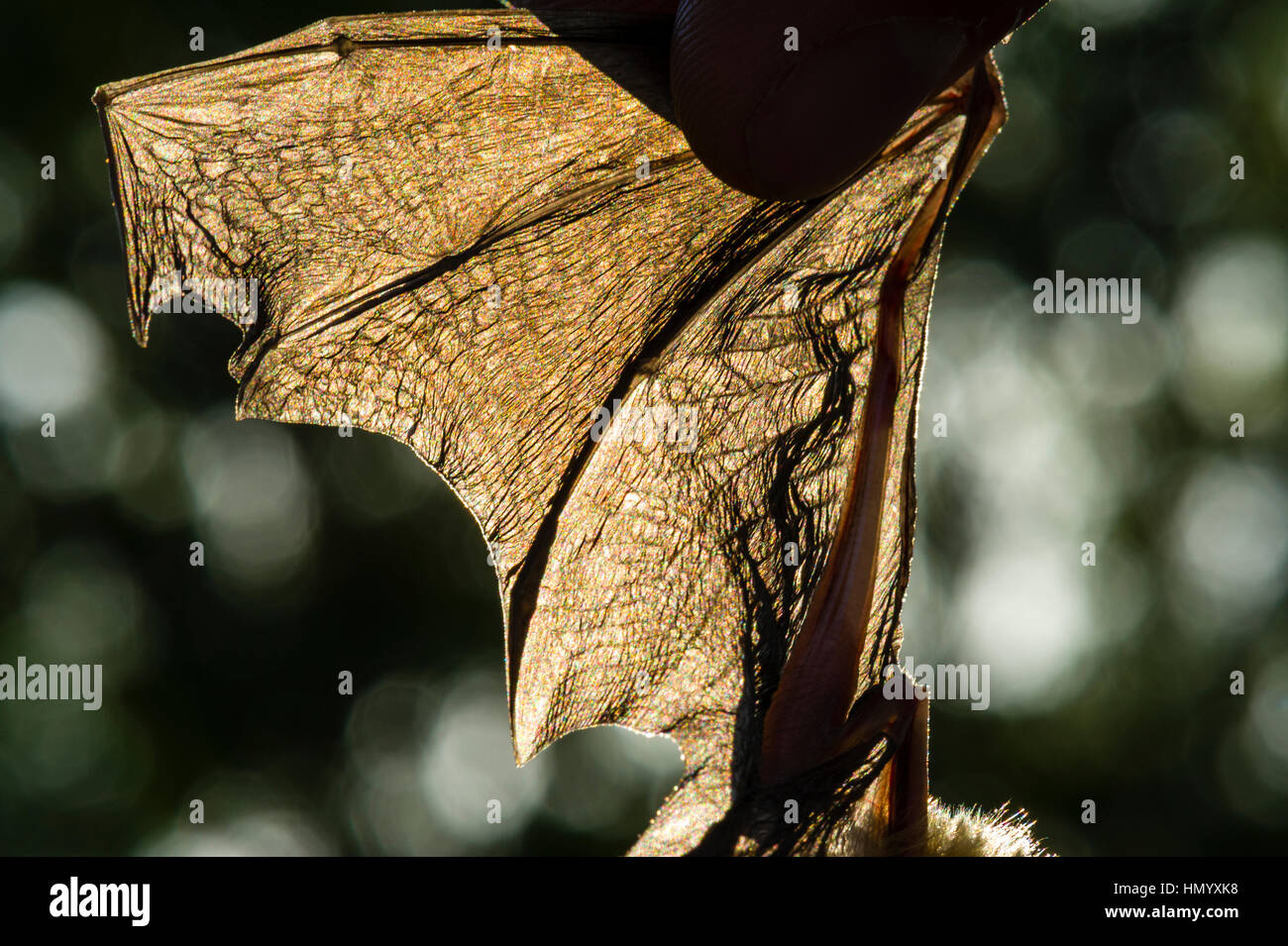 The stretchy, thin skin on the wing of a Orange Leaf-nosed Bat called a patagium. Stock Photo