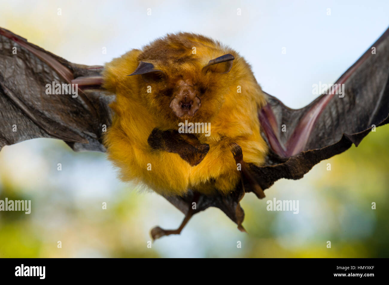 The face and torso of an Orange leaf-nosed Bat. Stock Photo