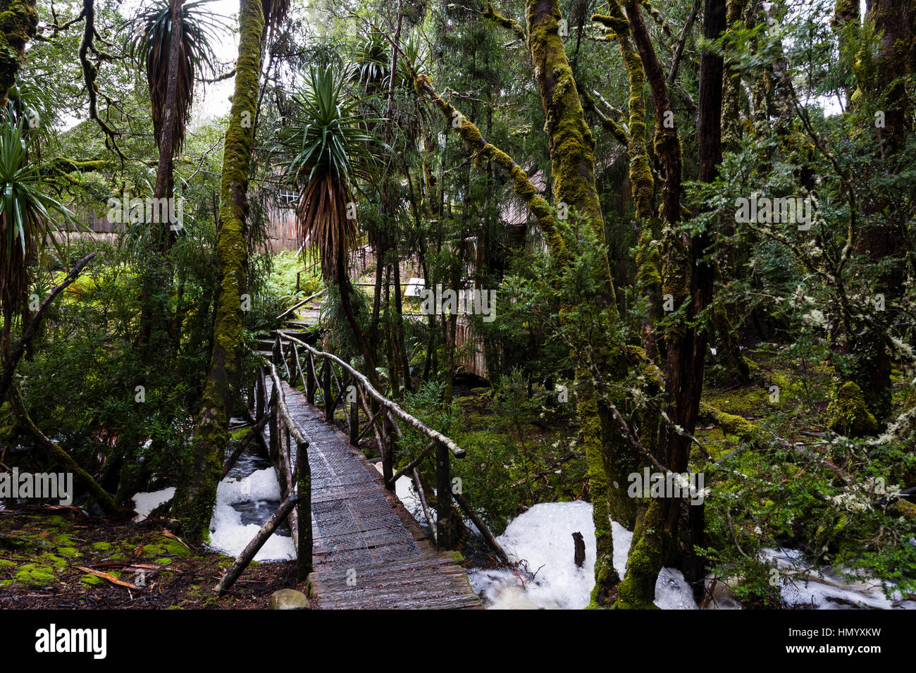 A timber footbridge crosses a swollen stream during a rainstorm in a cool temperate rainforest. Stock Photo