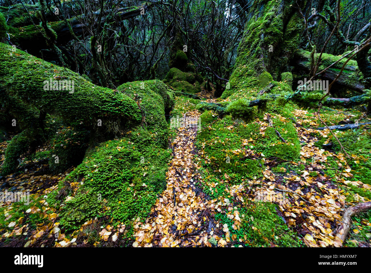 Fallen leaves from a deciduous Beech carpet the moss covered floor of a cool temperate rainforest. Stock Photo