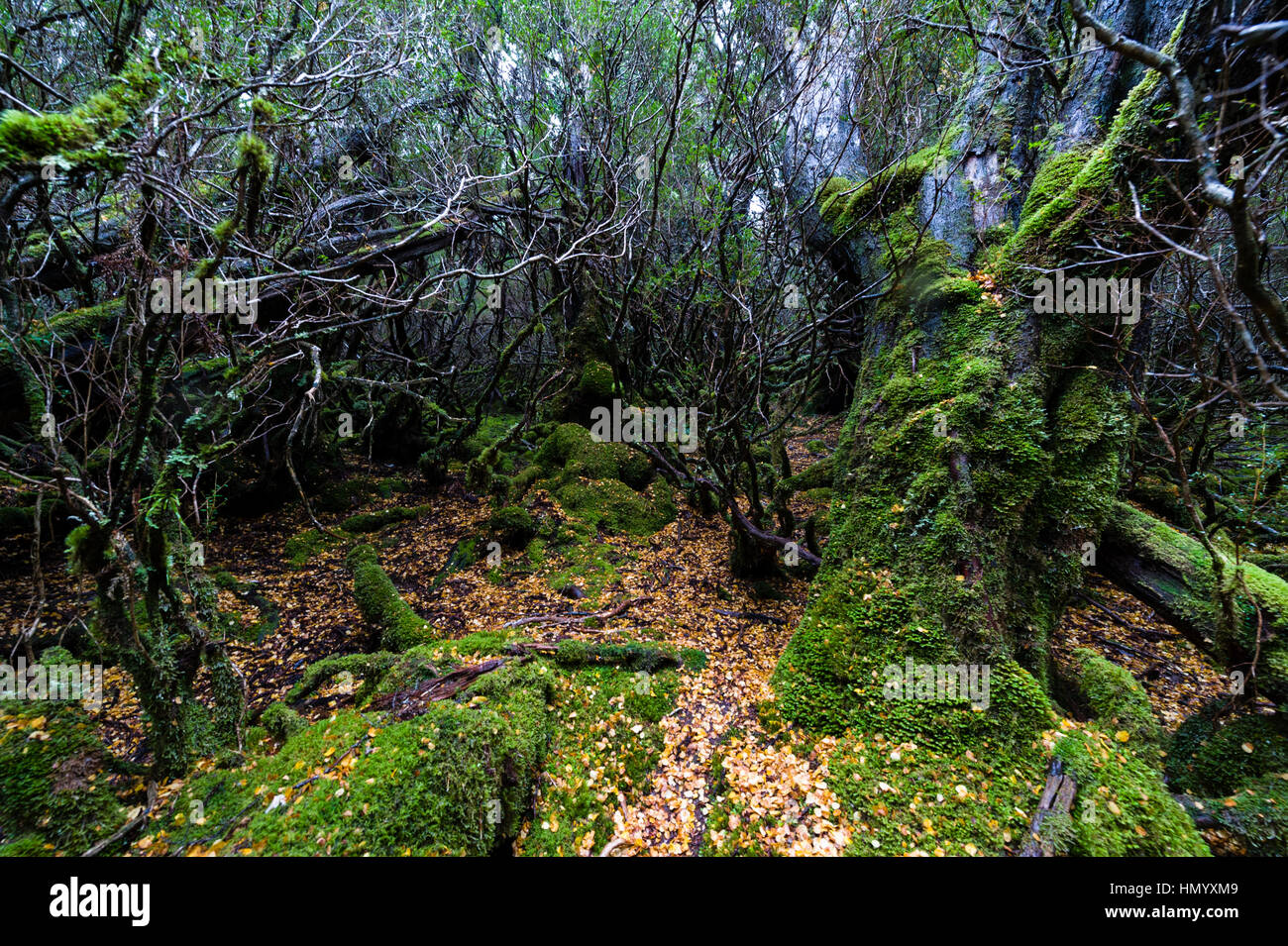 Fallen leaves from a deciduous Beech carpet the moss covered floor of a cool temperate rainforest. Stock Photo