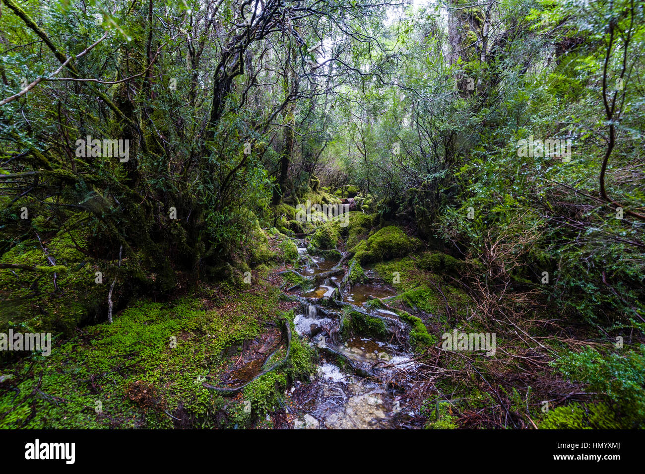 During a heavy rainstorm water pours down a walking trail through a