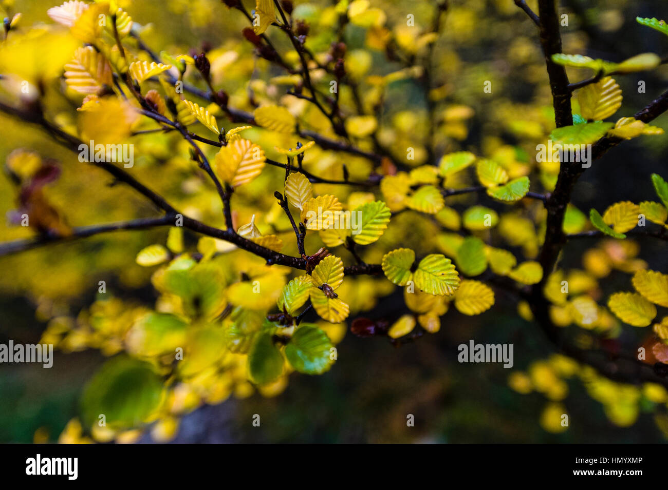 The colourful Autumn leaves of a deciduous Beech. Stock Photo