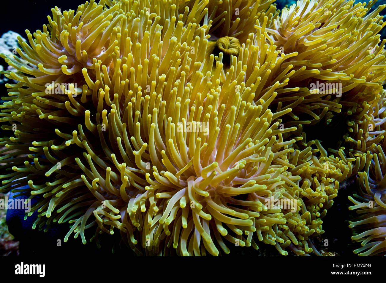 The venomous tentacles of a sea anemone living on a coral reef. Stock Photo