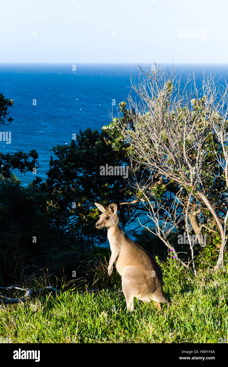 Kangaroo hi-res stock photography and Alamy