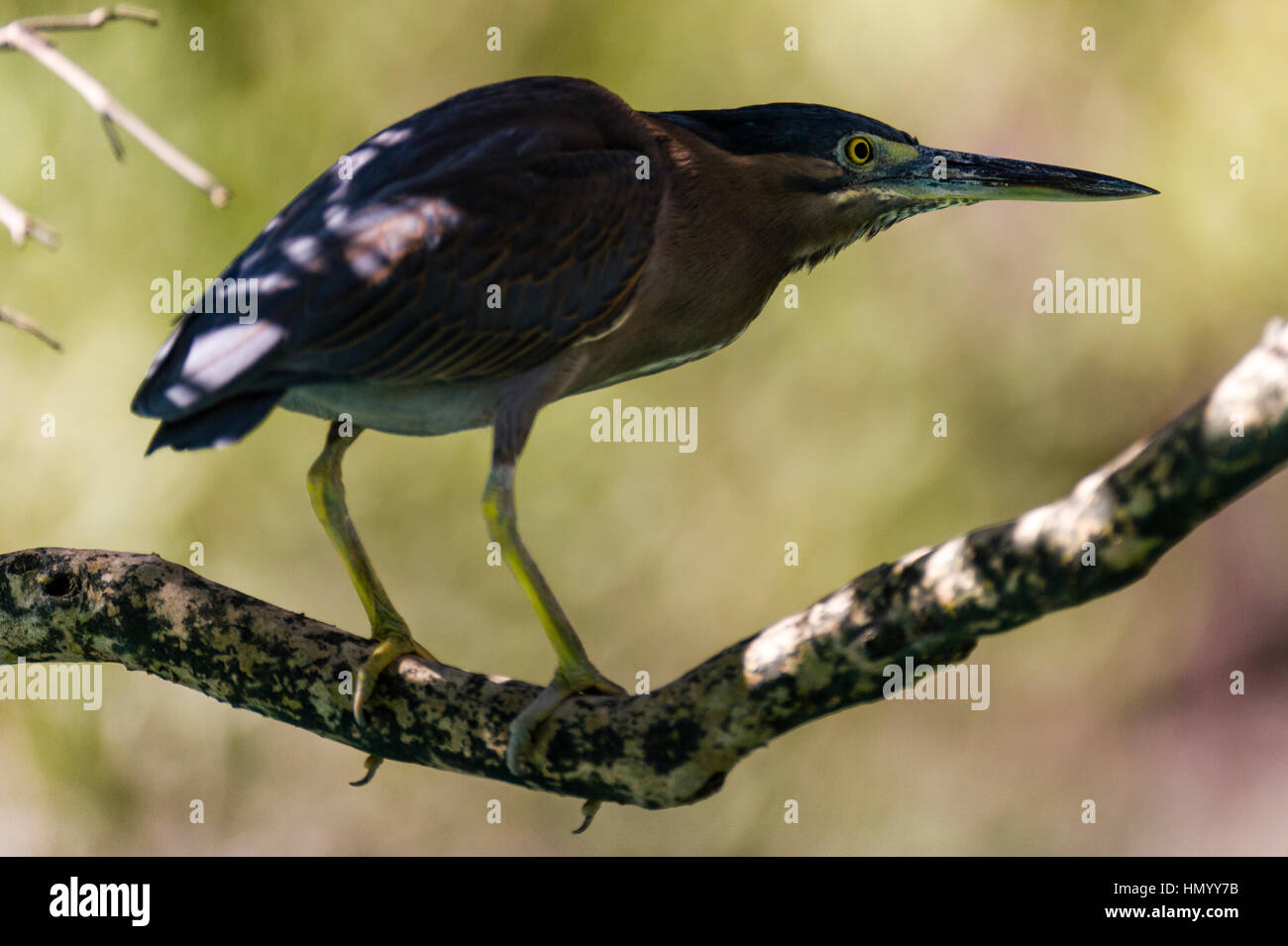 A Mangrove Heron resting in the shade of a tree. Stock Photo