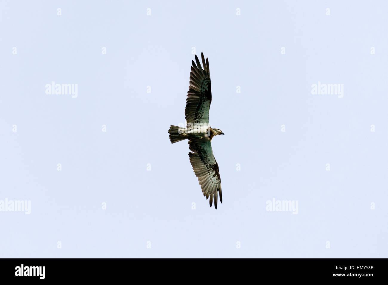 An Eastern Osprey soaring through the sky on thermals from the desert coastline. Stock Photo