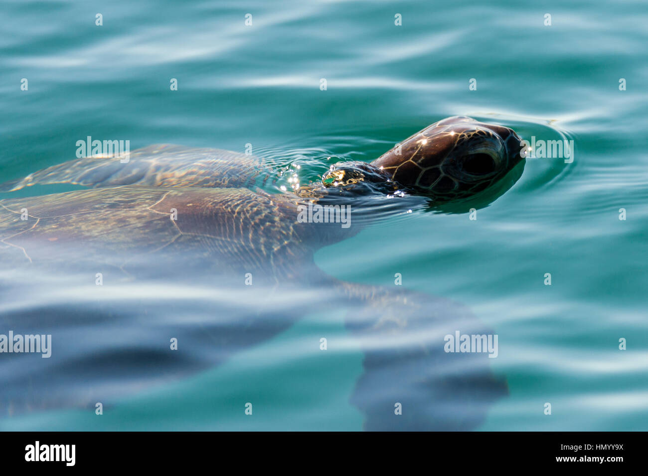 A Green Turtle surfaces to breathenear a reef. Stock Photo
