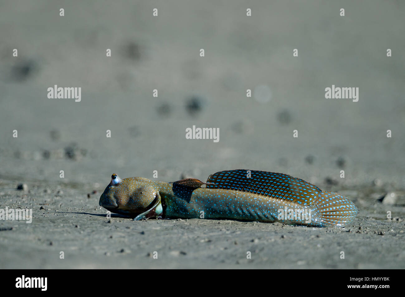 A Bluespotted Mudskipper displaying it's dorsal fin on a mangrove mud flat at low tide. Stock Photo