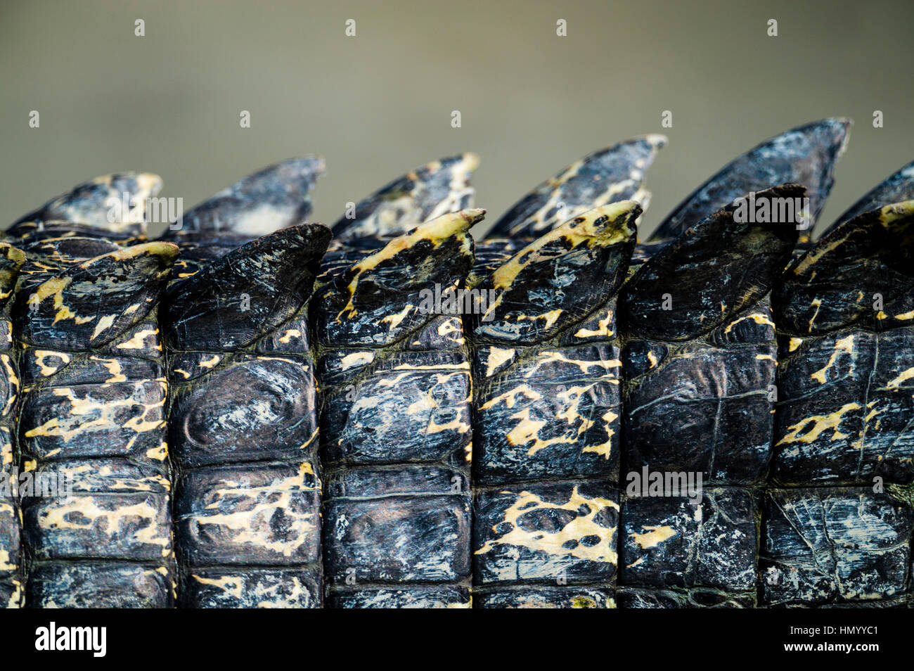 The tail scutes and scales of a Saltwater Crocodile. Stock Photo