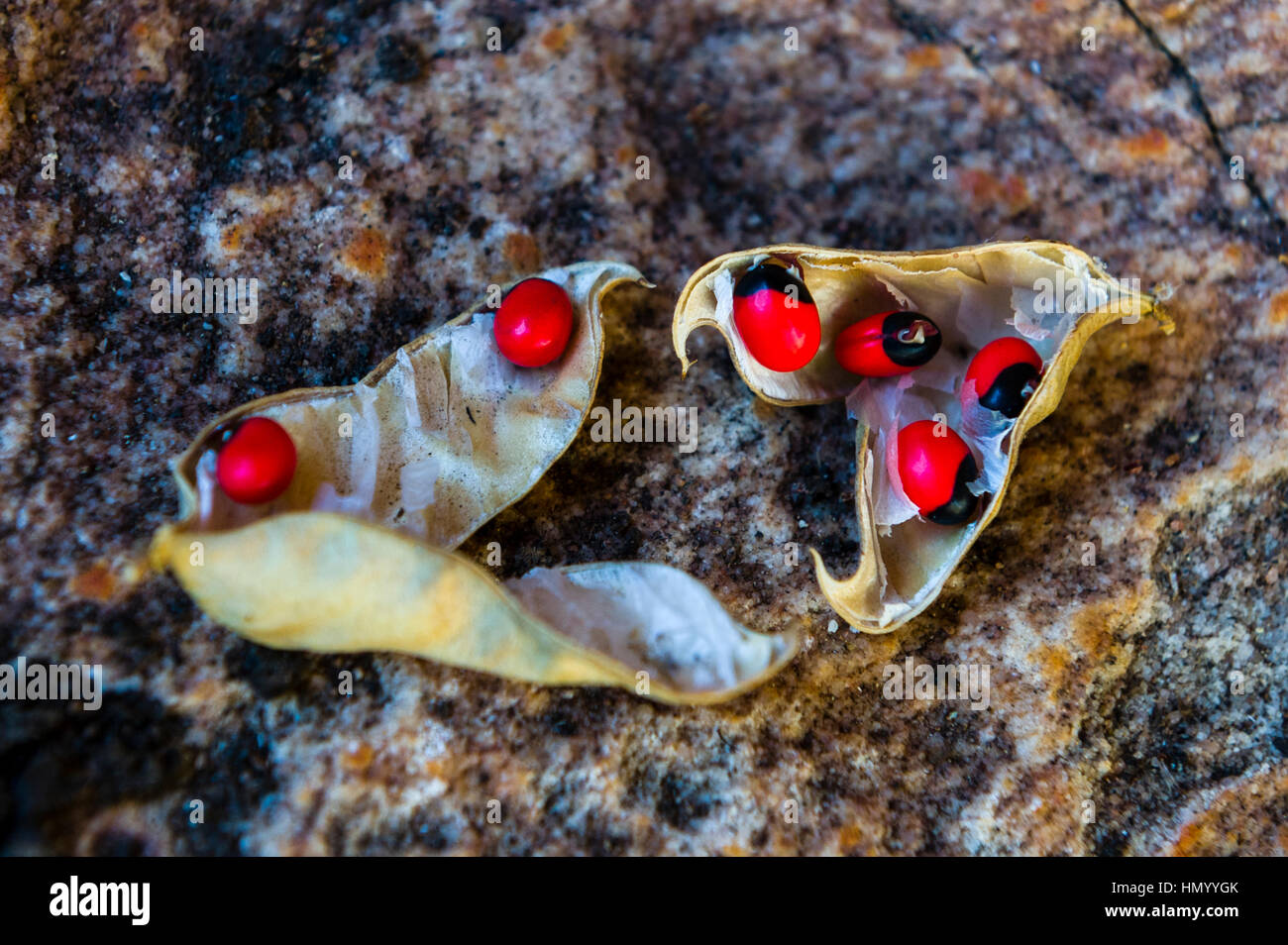 Poisonous seeds of the Crab's eye used as beads. Stock Photo