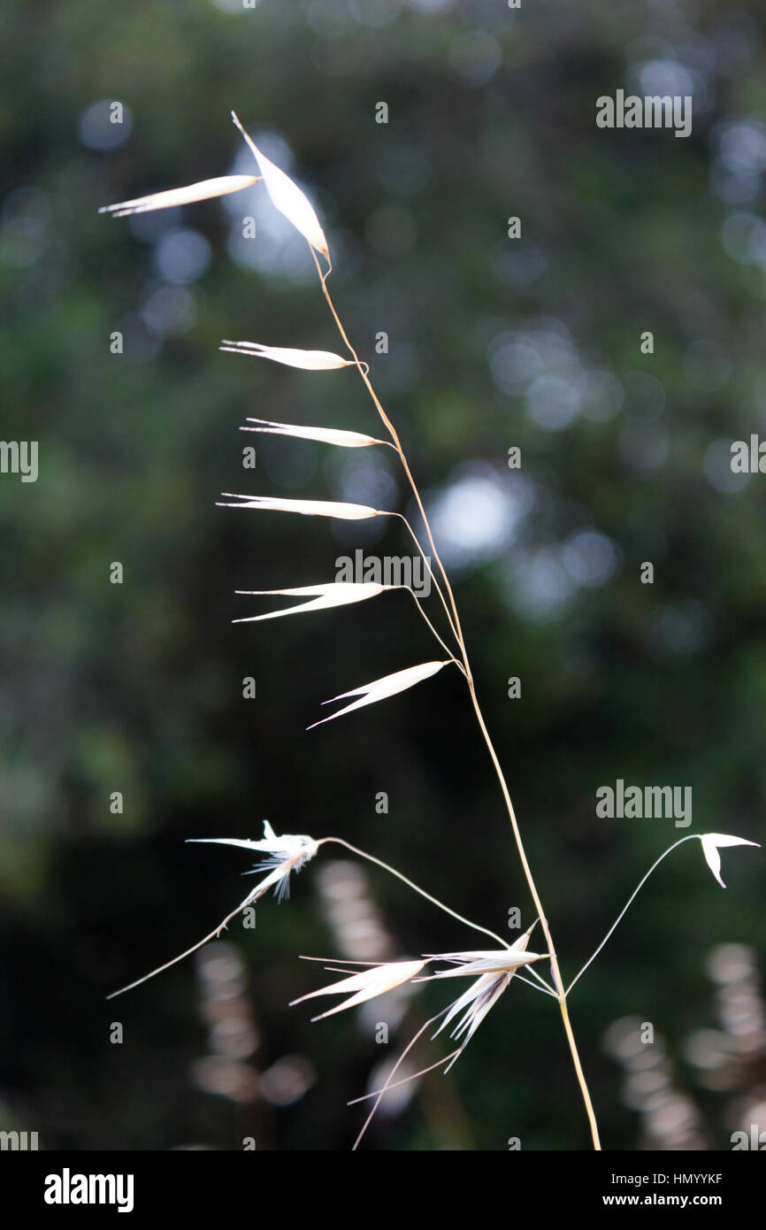 Spanish Grass in the Oakland Hills Stock Photo Alamy
