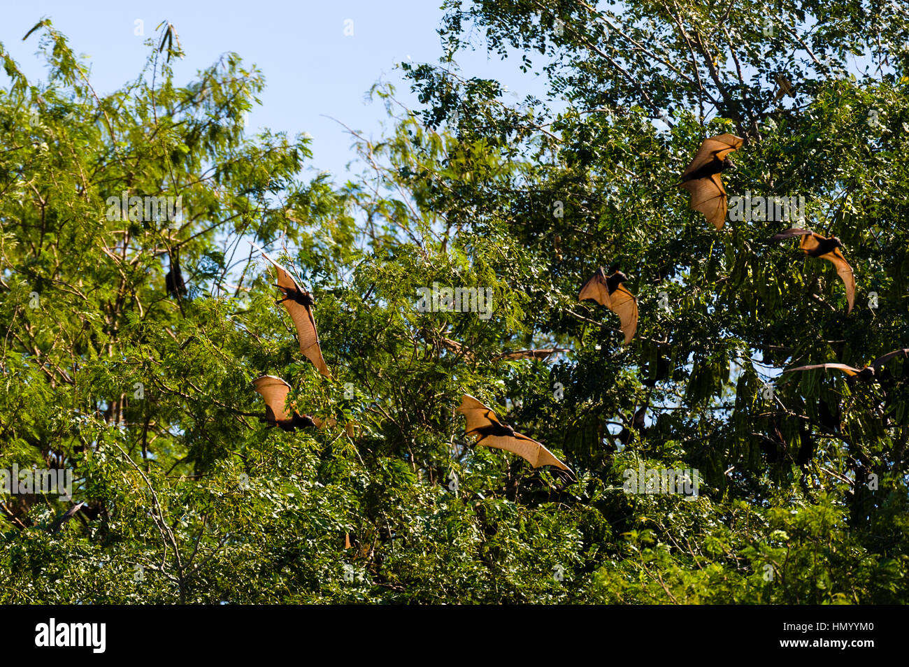 A colony of Little Red Flying Foxes roosting in a tree canopy next to ...