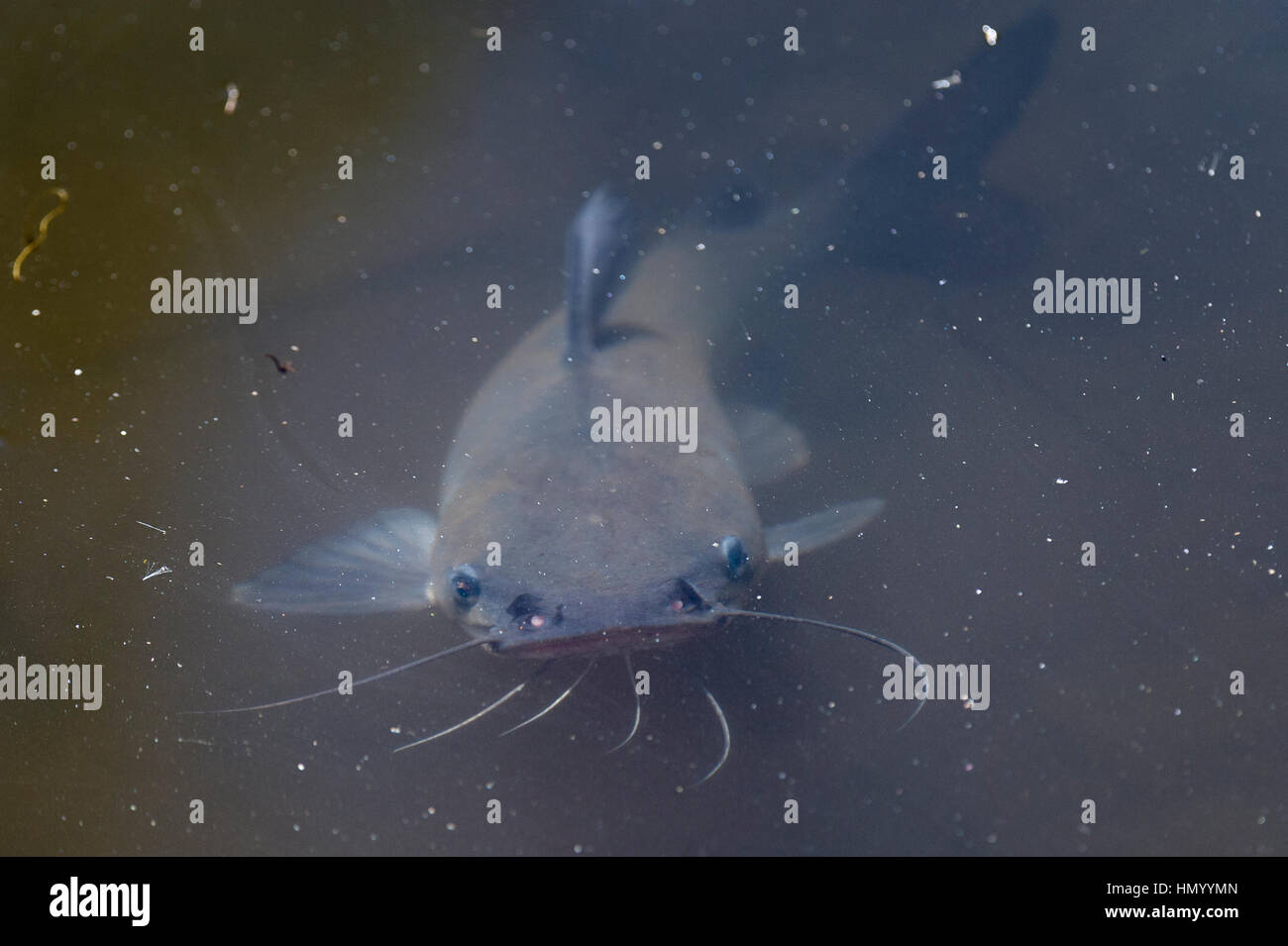 A Lake Argyle Catfish searching for food near the surface. Stock Photo