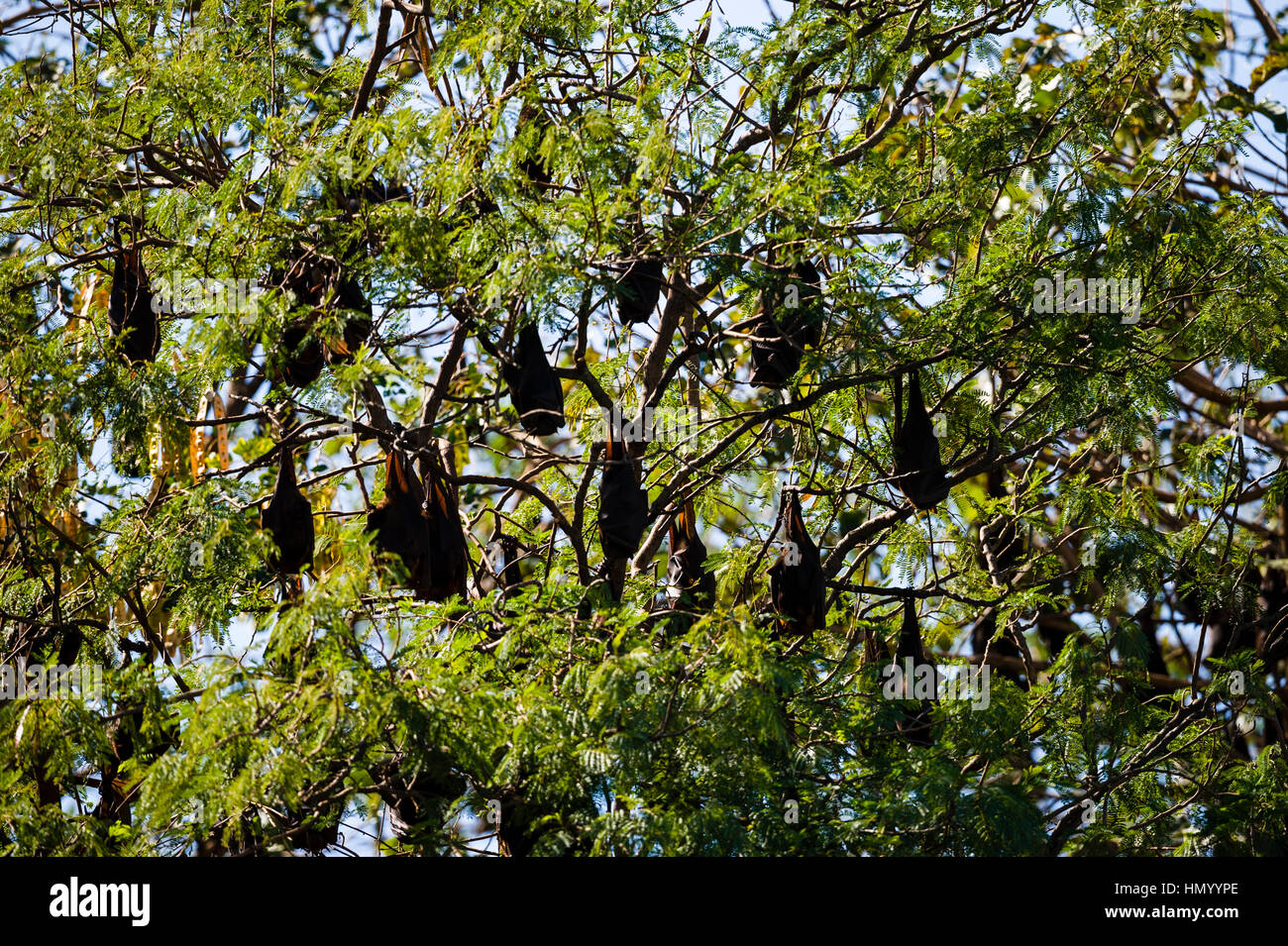 A colony of Little Red Flying Foxes roosting in a tree canopy next to ...
