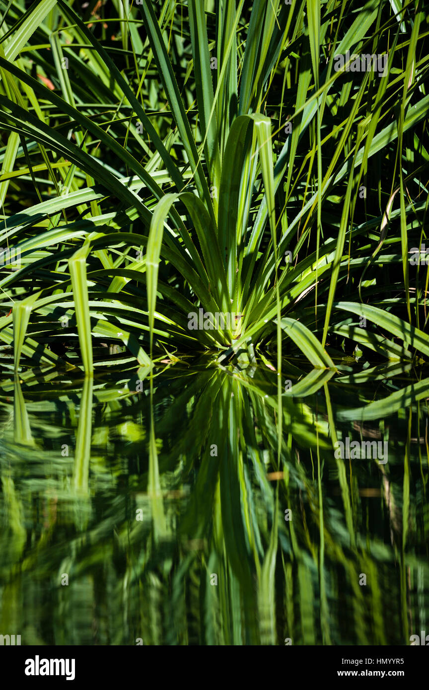 Pandanus leaves reflected in a freshwater river. Stock Photo