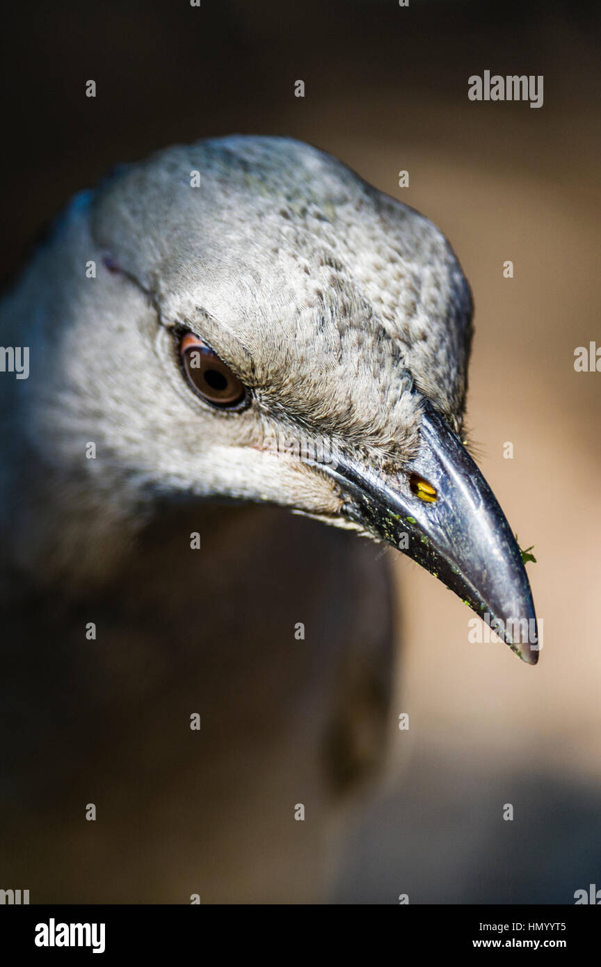 Pointed beak hi-res stock photography and images - Alamy Pointed beak hi-res stock photography and images - Alamy