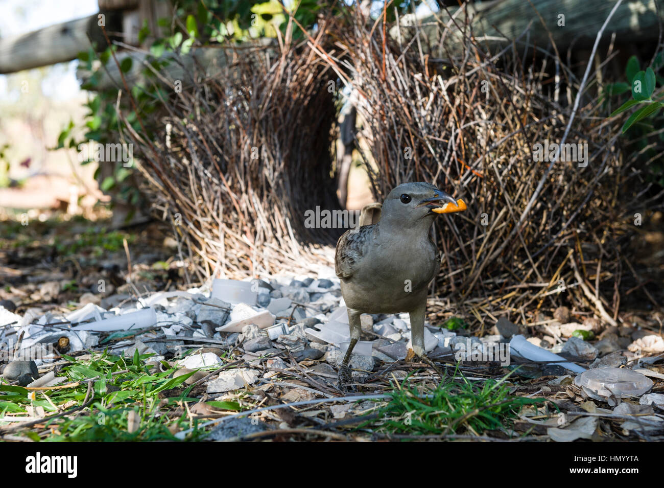 A Great Bowerbird tidying his stick bower for courtship displays. Stock Photo