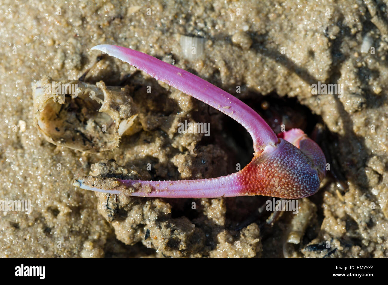 The bright pink claw of a male Fiddler Crab guarding it's burrow and used for defense on a tidal flat. Stock Photo