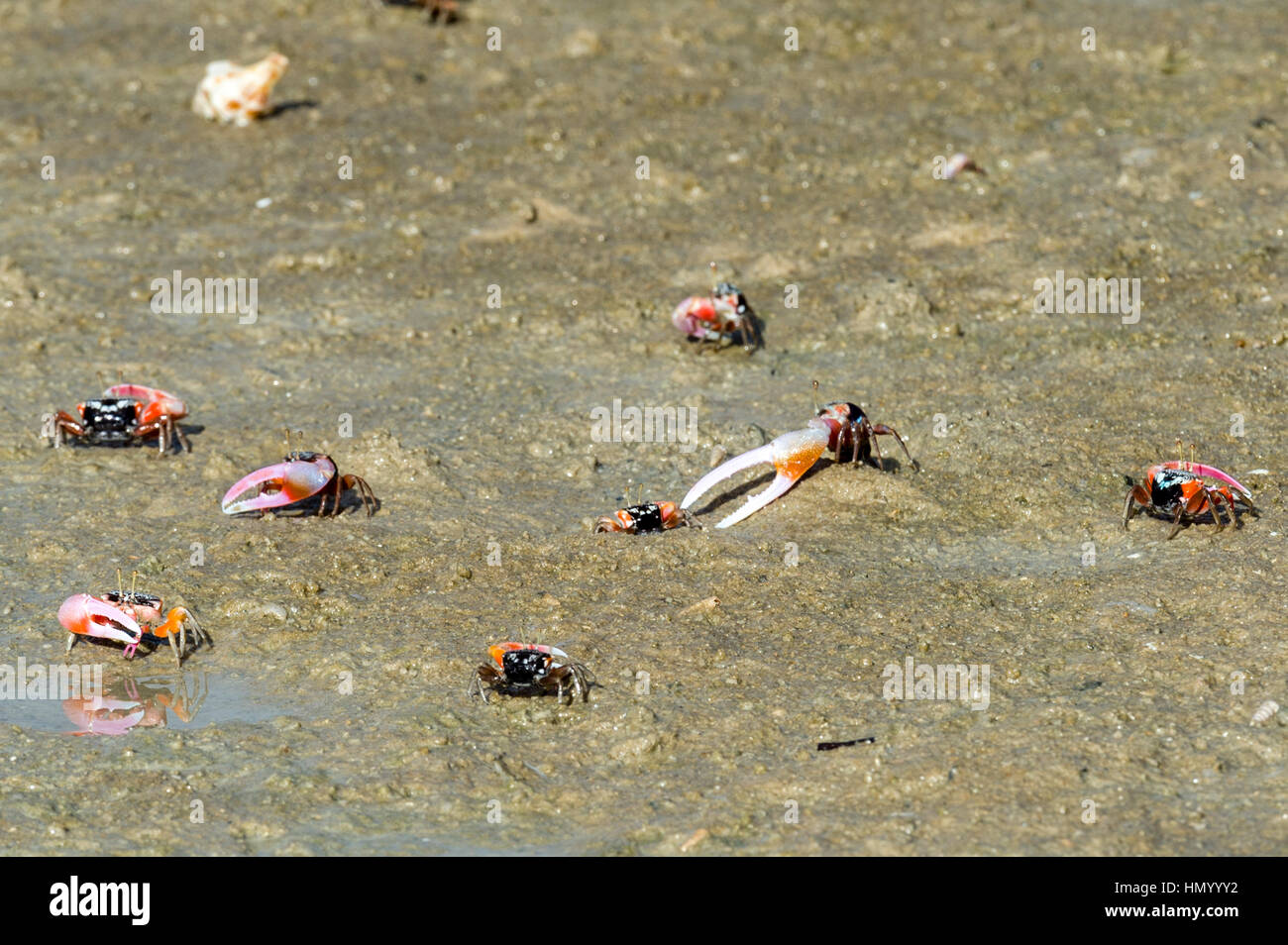 The bright pink claws of a male Fiddler Crabs used for defense on a tidal flat. Stock Photo
