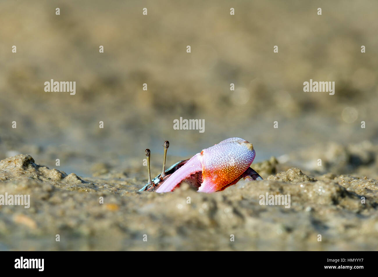 A male Fiddler Crab guarding the entrance to his burrow with a large claw. Stock Photo