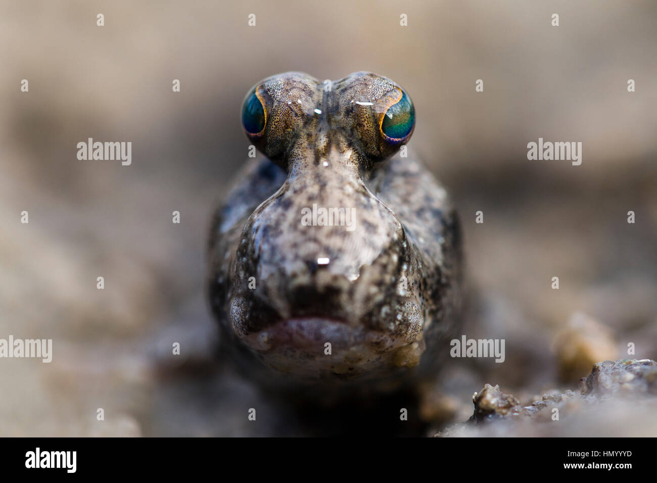 The iridescent green stalked eyes of a Mudskipper on a tidal flat. Stock Photo