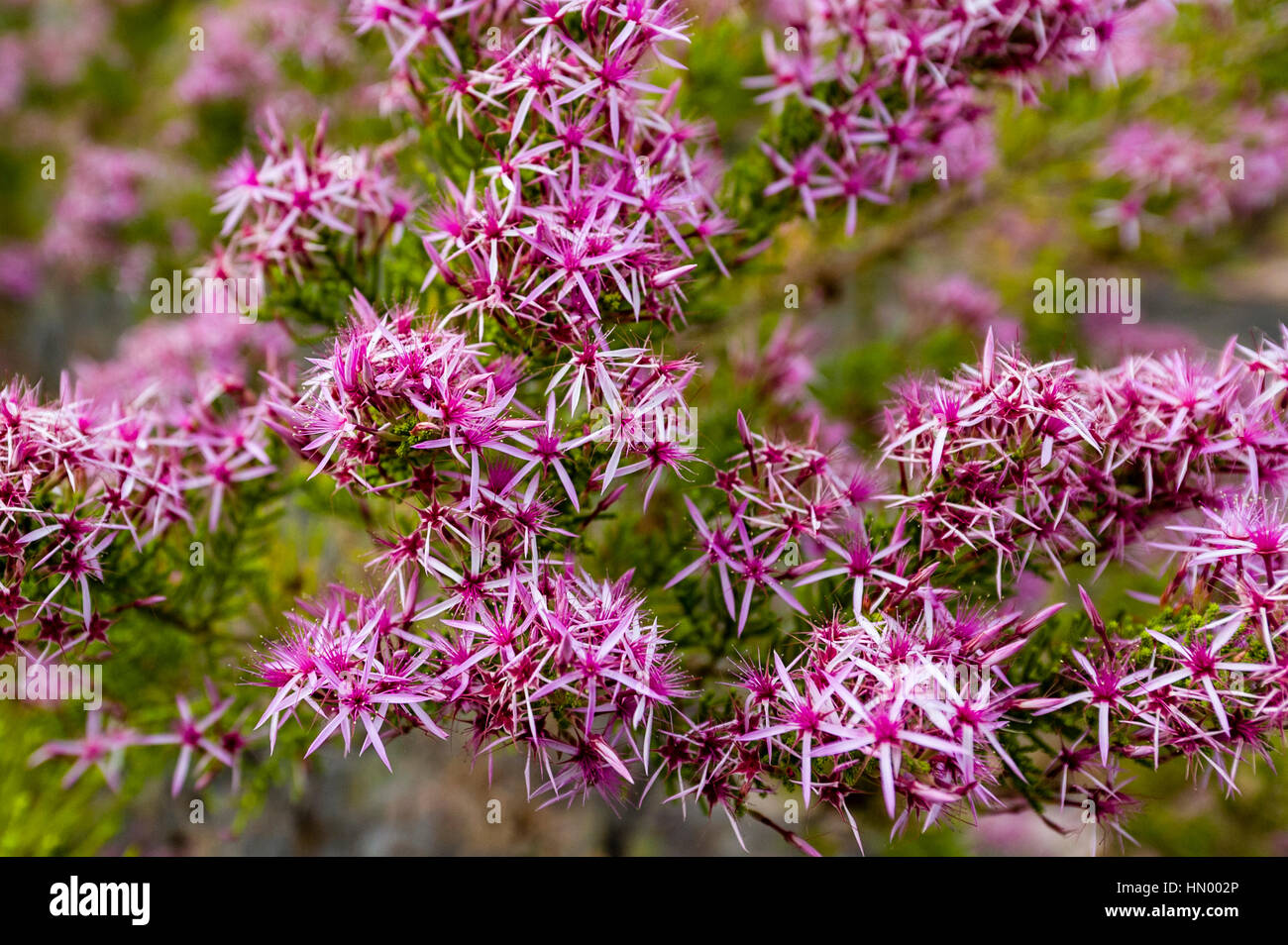 A cluster of rich pink Turkey Bush flowers on a desert plateau. Stock Photo
