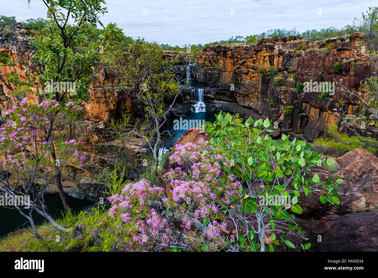 The Mitchell River cascades down sandstone tiers in waterfalls behind Turkey Bush flowers. Stock Photo