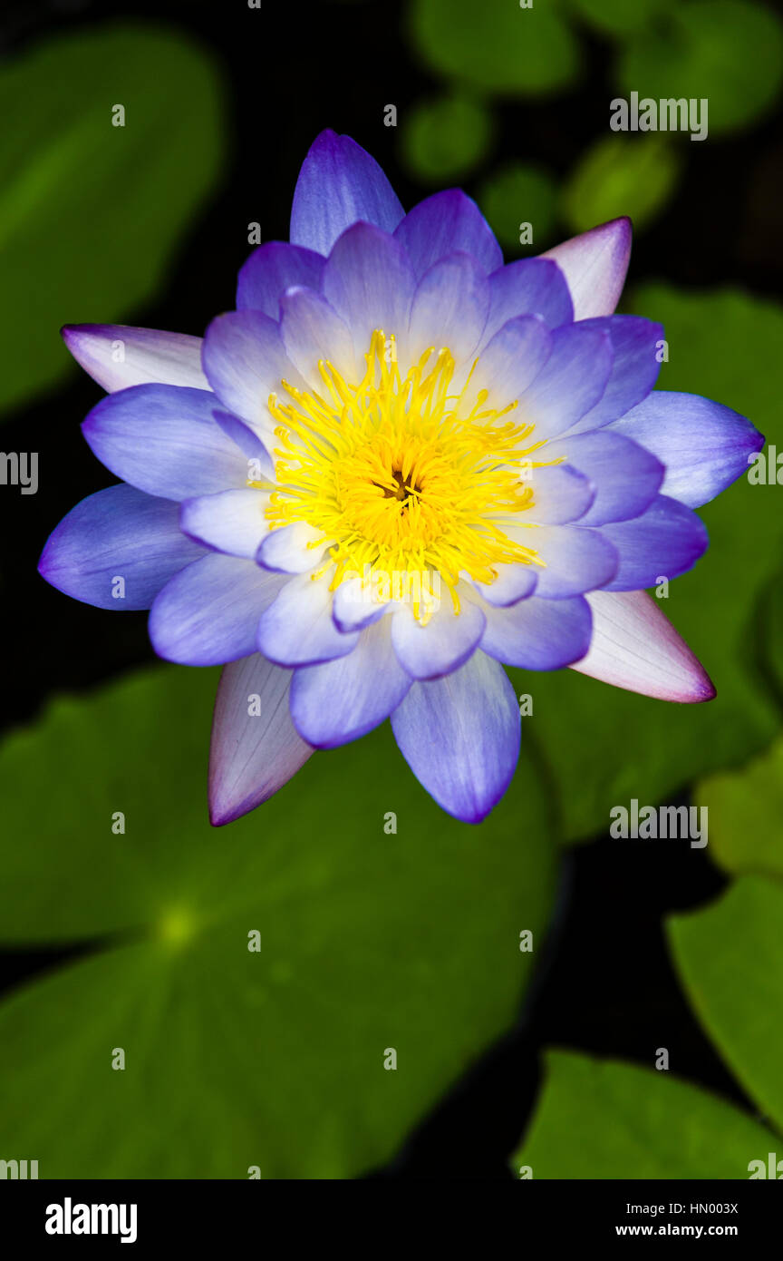 The iridescent purple petals and yellow stamens of a Blue Water Lily. Stock Photo