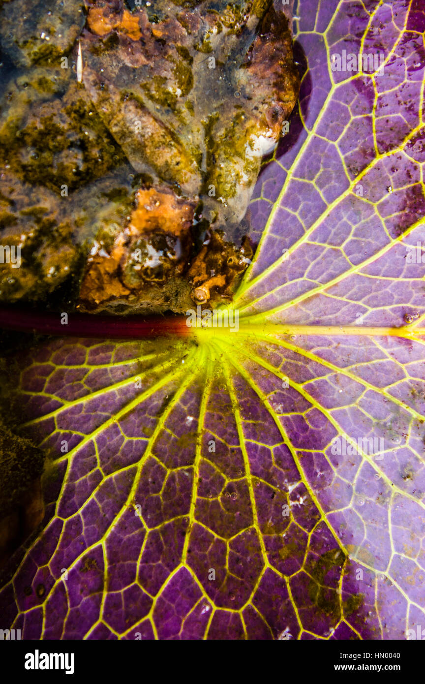 The yellow veins and burgundy underside of a Blue Water Lily leaf. Stock Photo