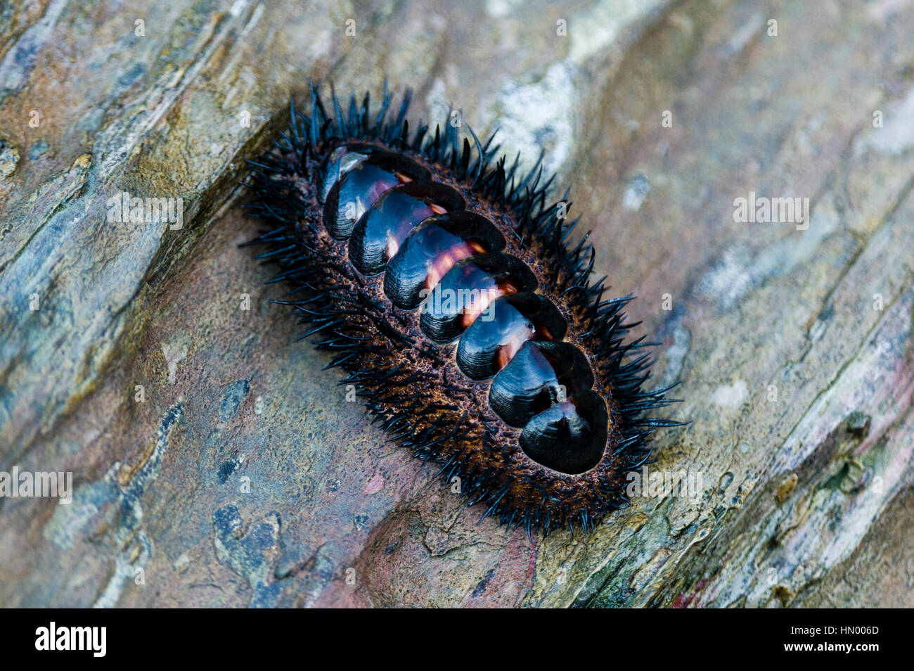 A Chiton, Acanthopleura spinosa, clinging to a rock at low tide. Stock Photo