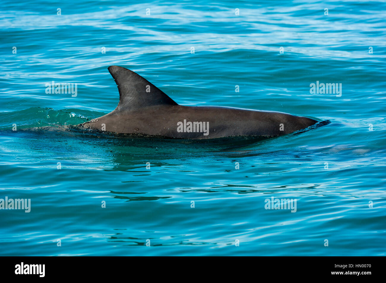 The dorsal fin of an Indo-Pacific Bottlenose Dolphin surfacing on the ocean. Stock Photo