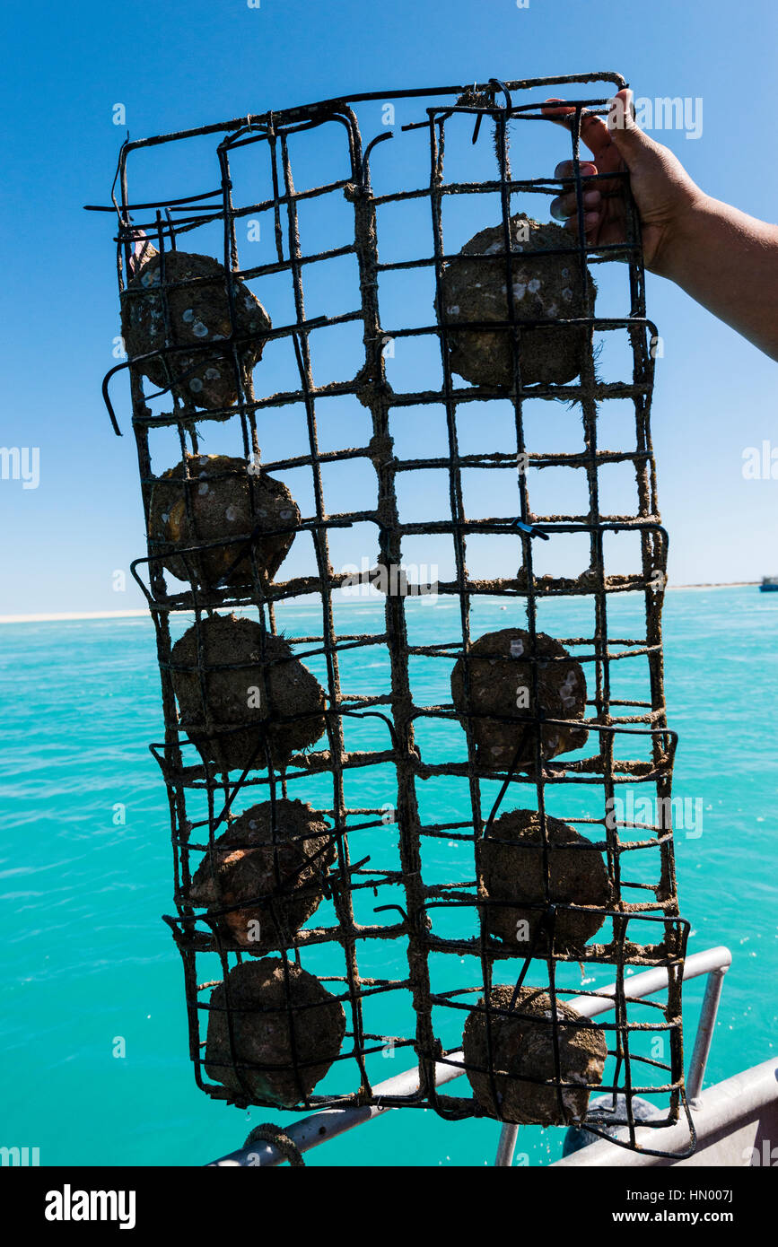 A rack of Australian South Sea Pearl oysters. Stock Photo