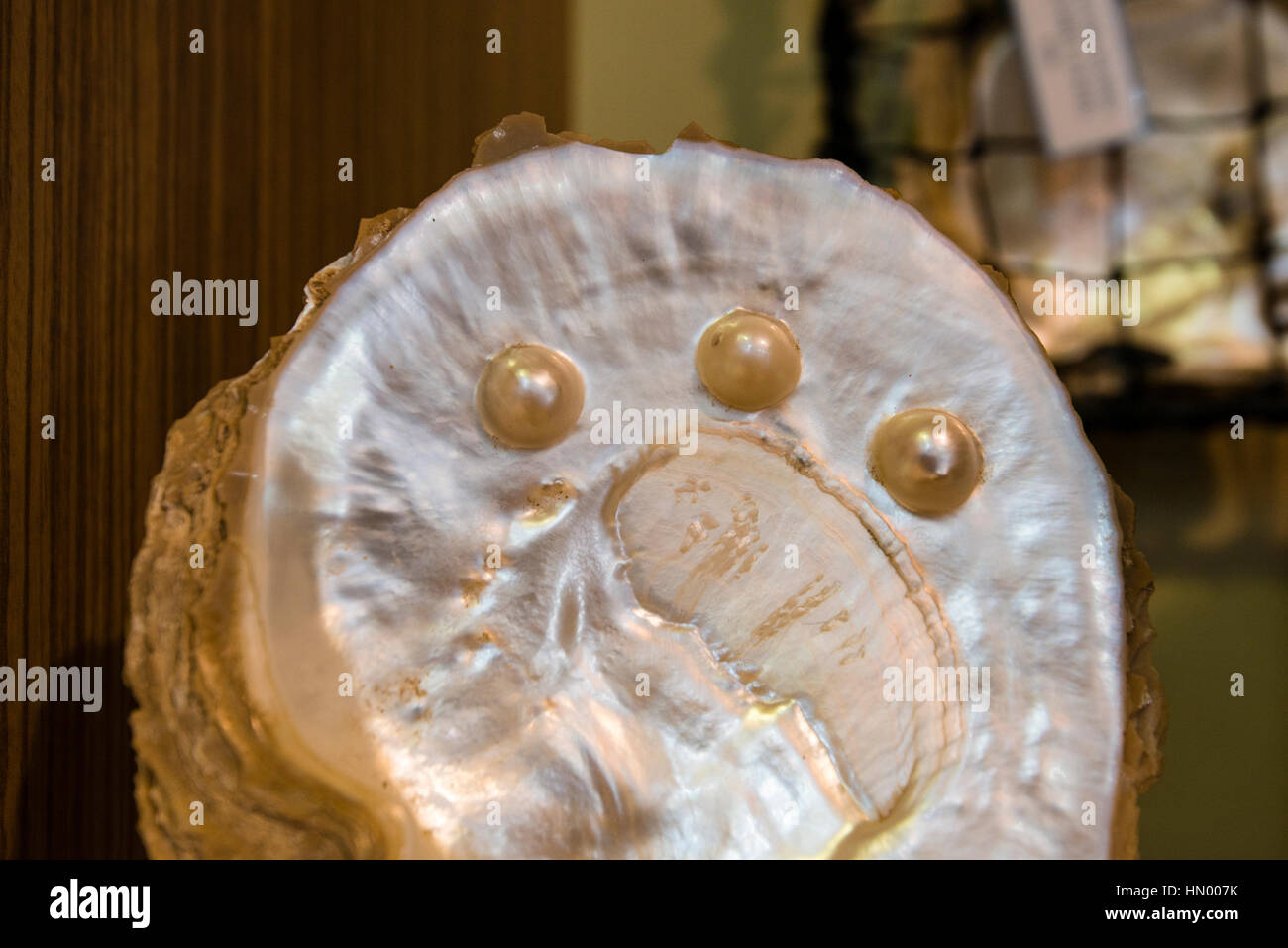 Australian South Sea Pearl in an oyster shell. Stock Photo