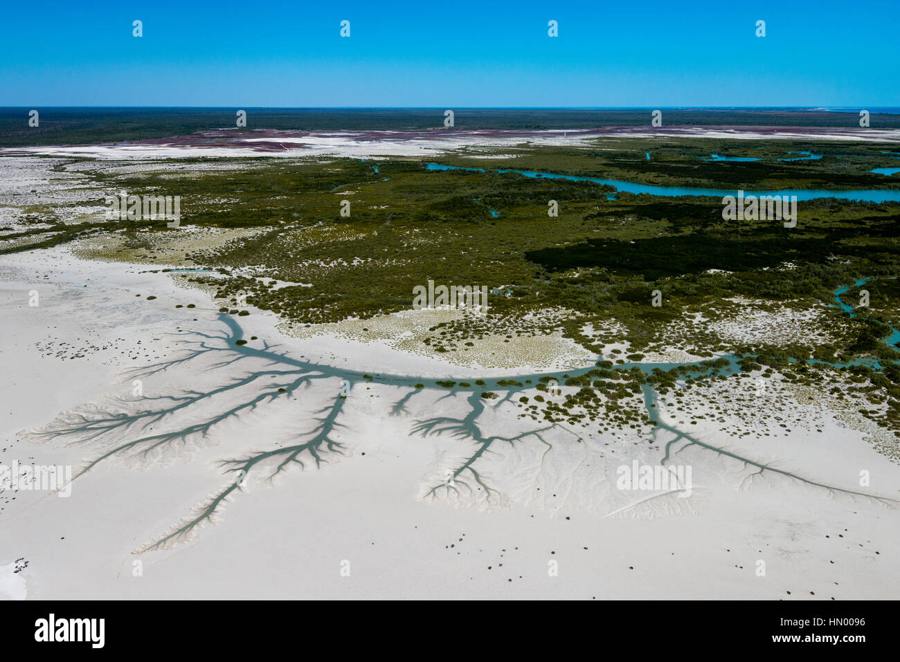 Dendritic drainage patterns in the sand of a tidal marsh at low tide. Stock Photo
