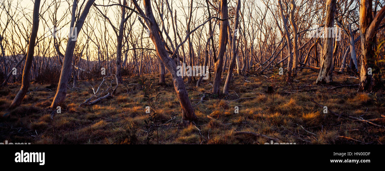 Sunset paints the tree trunks of a Snow Gum woodland and grassland understory in shades of pastel. Stock Photo