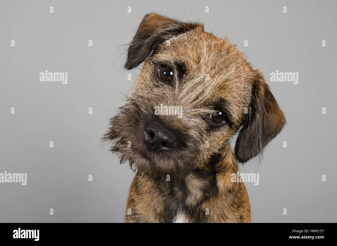 Border Terrier Puppy, UK Stock Photo Alamy