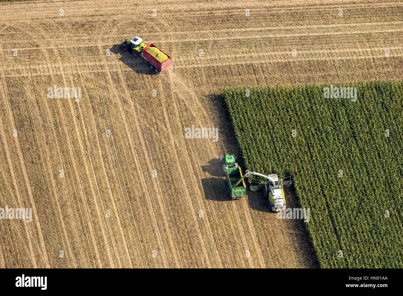 Corn harvest with mower and tractor, cornfield, crop, agriculture, Dortmund, Ruhr district, North Rhine-Westphalia, Germany Stock Photo