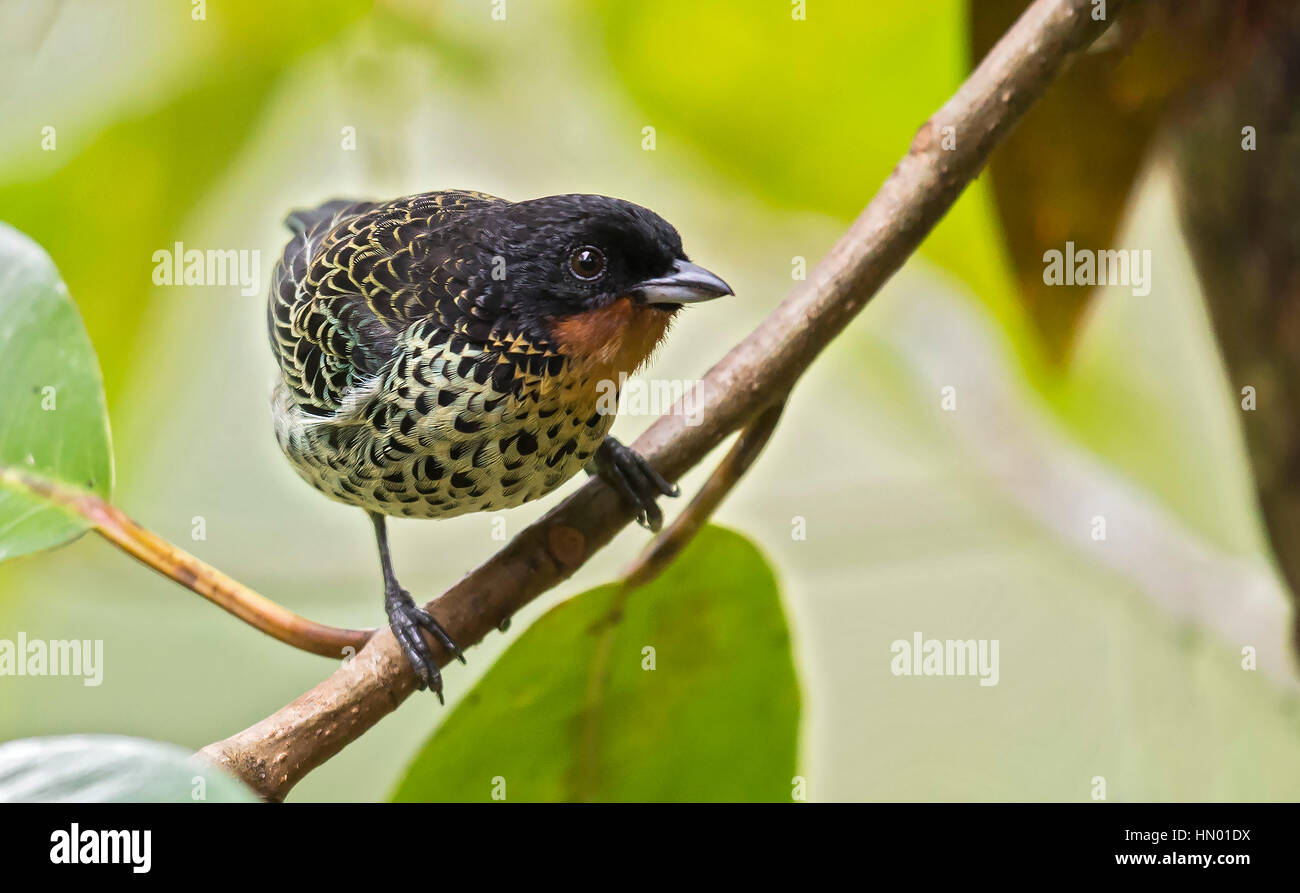 Rufous-throated Tanager (Tangara rufigula). El Queremal, Valle del Cauca Stock Photo