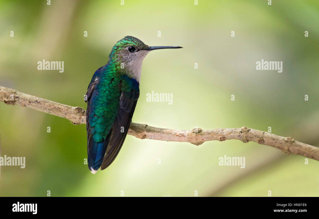 Green-crowned Woodnymph female (Thalurania colombica fannyi). El Queremal, Valle del Cauca Stock Photo