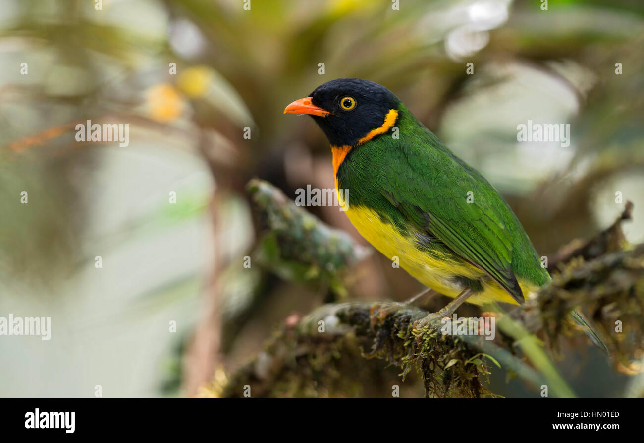Orange-breasted Fruiteater male (Pipreola jucunda). El Queremal, Valle del Cauca Stock Photo