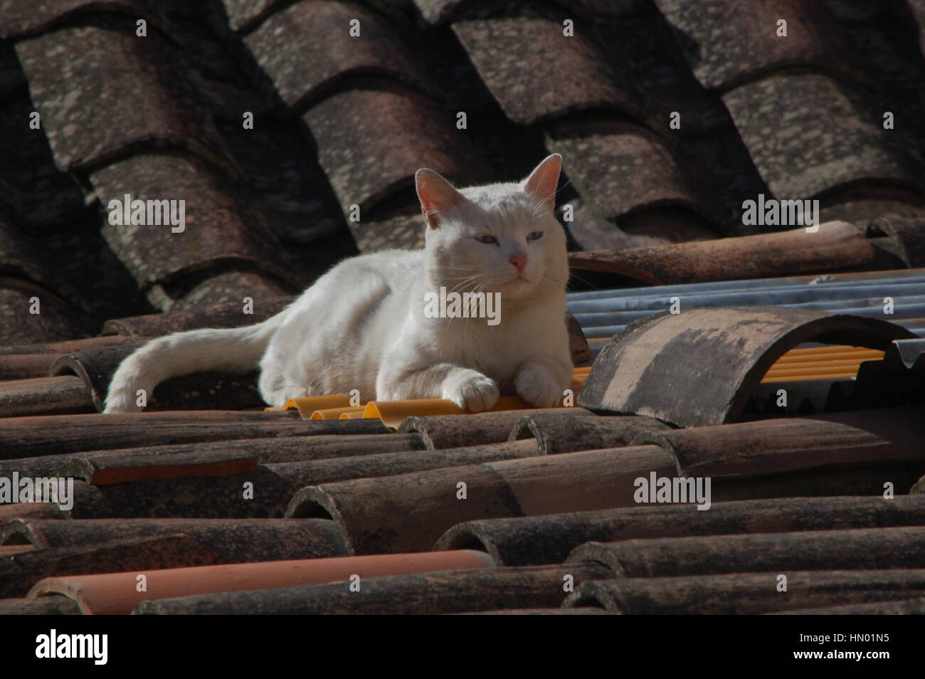 cat on a roof top Stock Photo