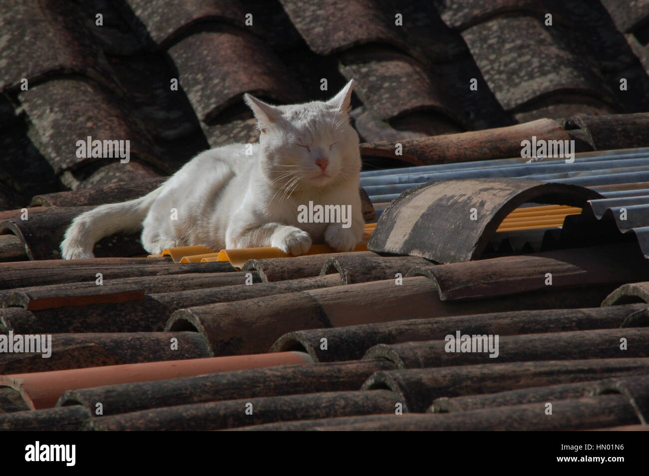 cat on a roof top Stock Photo