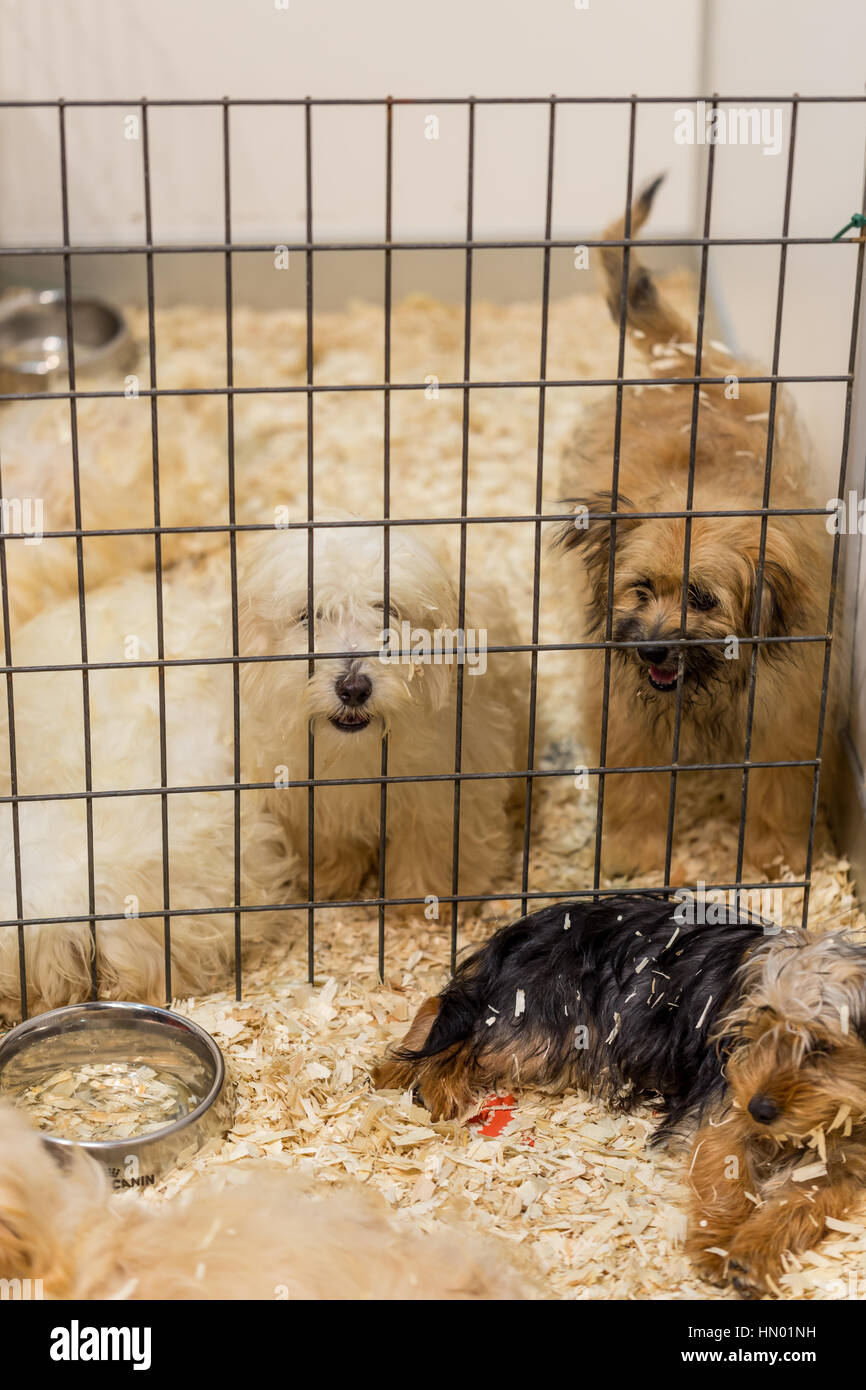 Dogs in cage hires stock photography and images Alamy