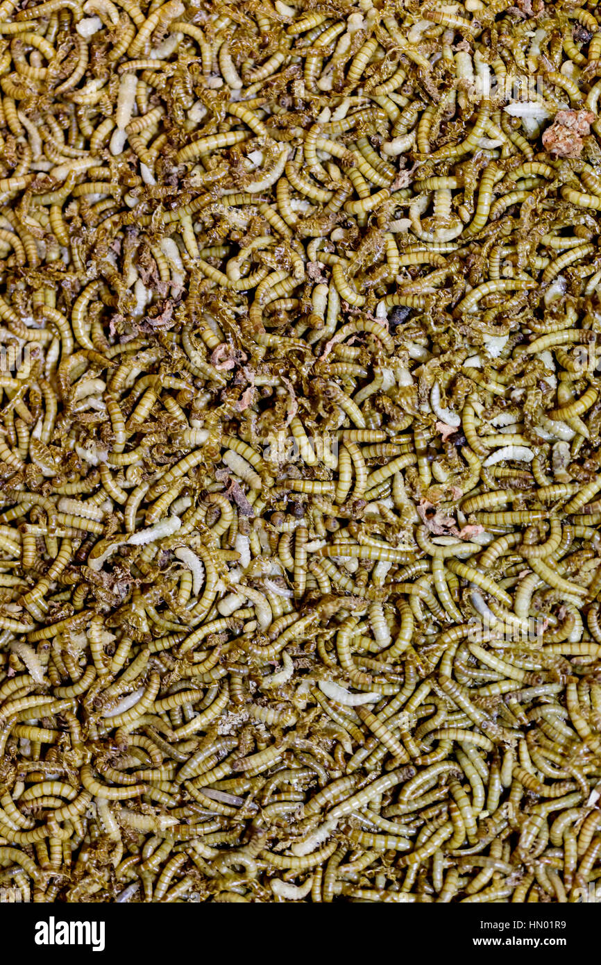 the larvae feed for pets or fishing Stock Photo