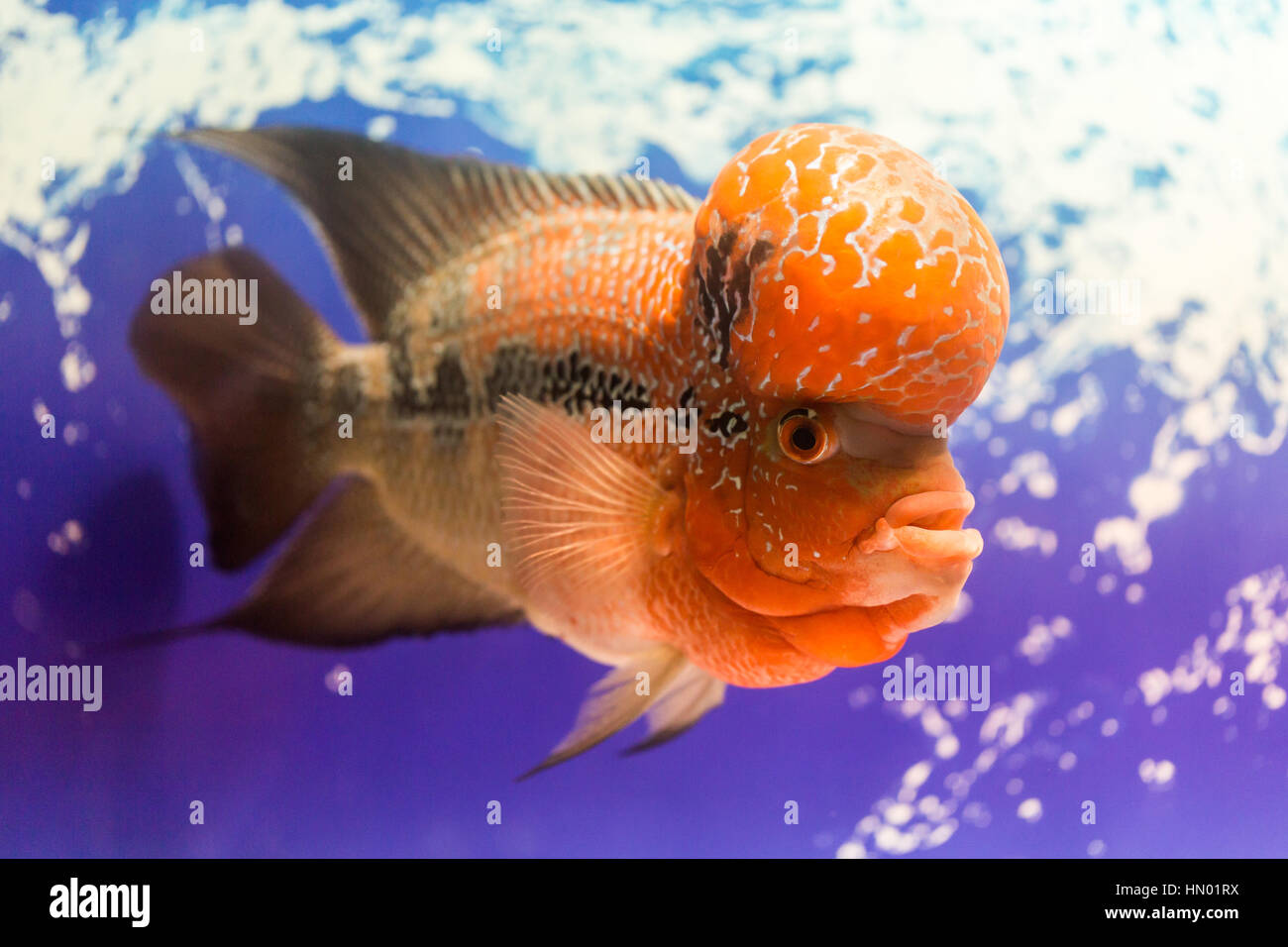 close up big aquarium fish the flower horn Stock Photo