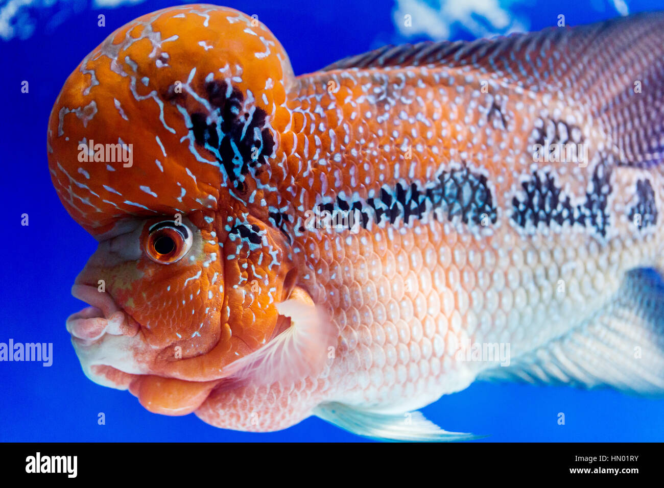 close up big aquarium fish the flower horn Stock Photo