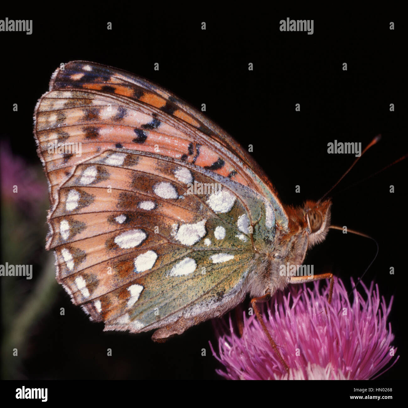 Butterfly, Bulgaria, Europe, Arginnys sp. Stock Photo